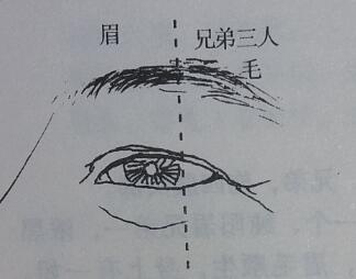 骆驼相法眉毛看兄弟姐妹几个排行老几的绝招